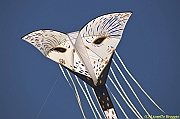 32 FESTIVAL CERVIA 2012 - 233